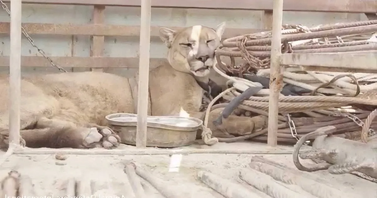 A puma rests in a confined space with metal bars, surrounded by ropes and a water bowl.