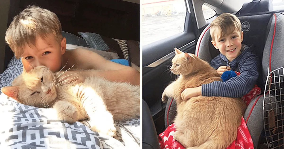 A boy hugs a large orange cat in two different settings: on a bed and in a car.