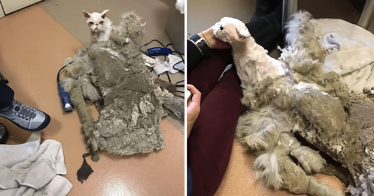 A cat with severely matted fur is being groomed by a person, showing the before and after of its transformation.