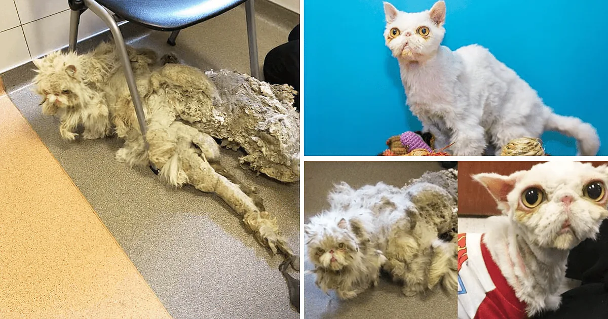 A cat with severely matted fur is shown in various stages of recovery, from severely matted to fully groomed.