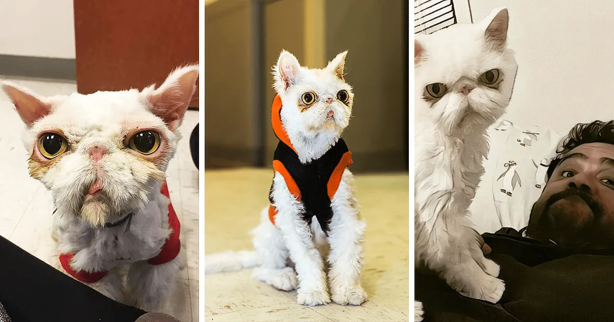 A fluffy white cat with a red harness sits on a tiled floor, looking up with big eyes.