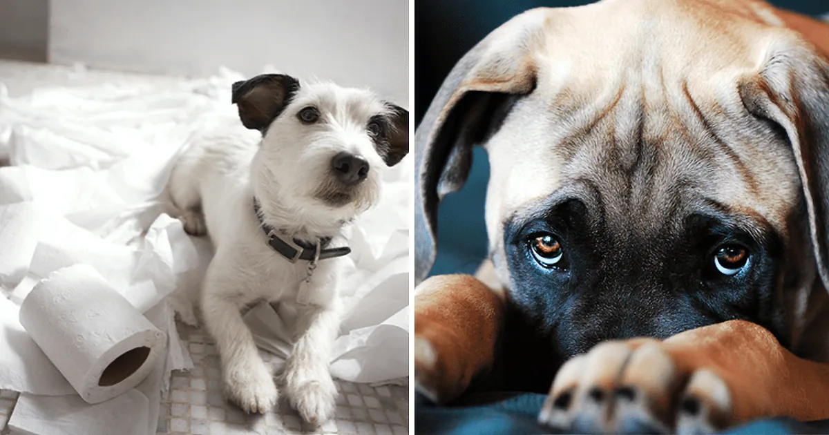 A Jack Russell Terrier sits amidst scattered toilet paper, while a Mastiff dog looks directly at the camera with a paw...