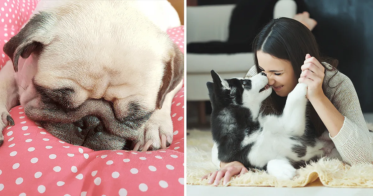 A pug rests on a polka-dot cushion, while a woman plays with a husky puppy on a fluffy rug.