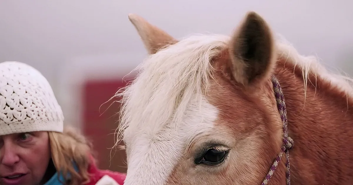 A Struggling Horse Shelter Gets a Miracle From 8 Celebrity Clydesdales Horses