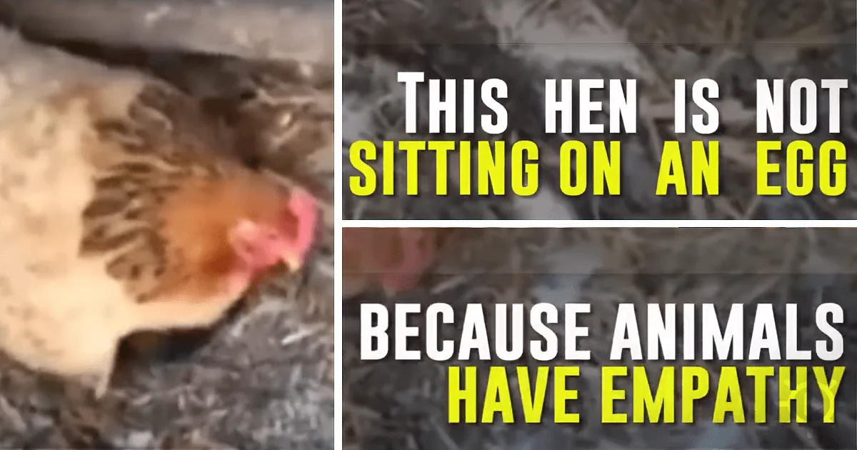 A chicken is sitting on a nest, with text emphasizing empathy in animals.