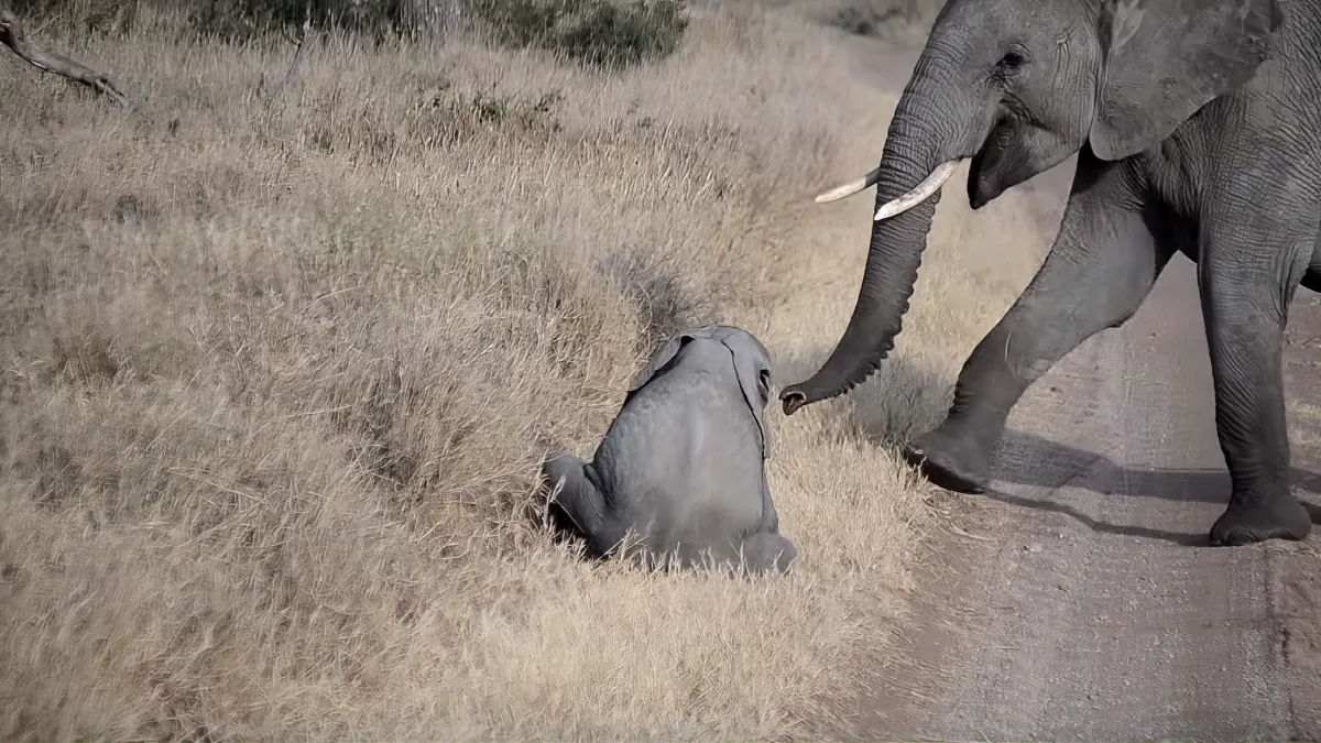 Baby elephant and mom on the road