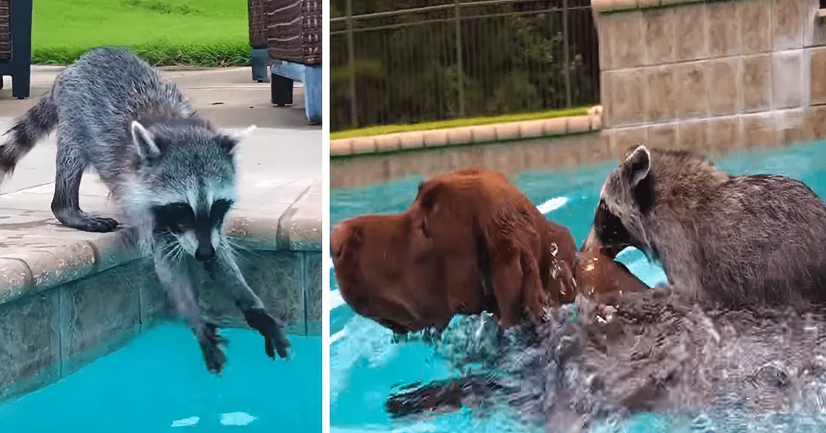 A raccoon named Tito is wading through shallow water near rocks.