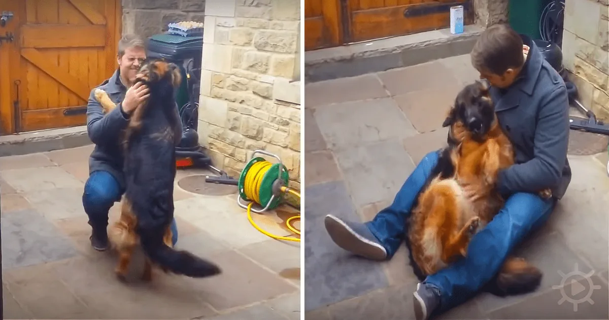 A man in a blue jacket is playfully interacting with a large dog, lifting it up and sitting with it on his lap.