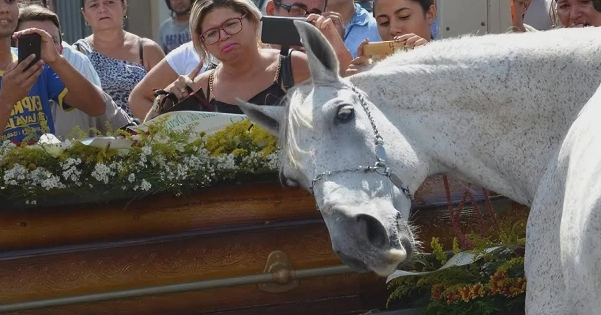 His Owner Dies Suddenly. the Heartbroken Horse Smells His Casket and Does This!