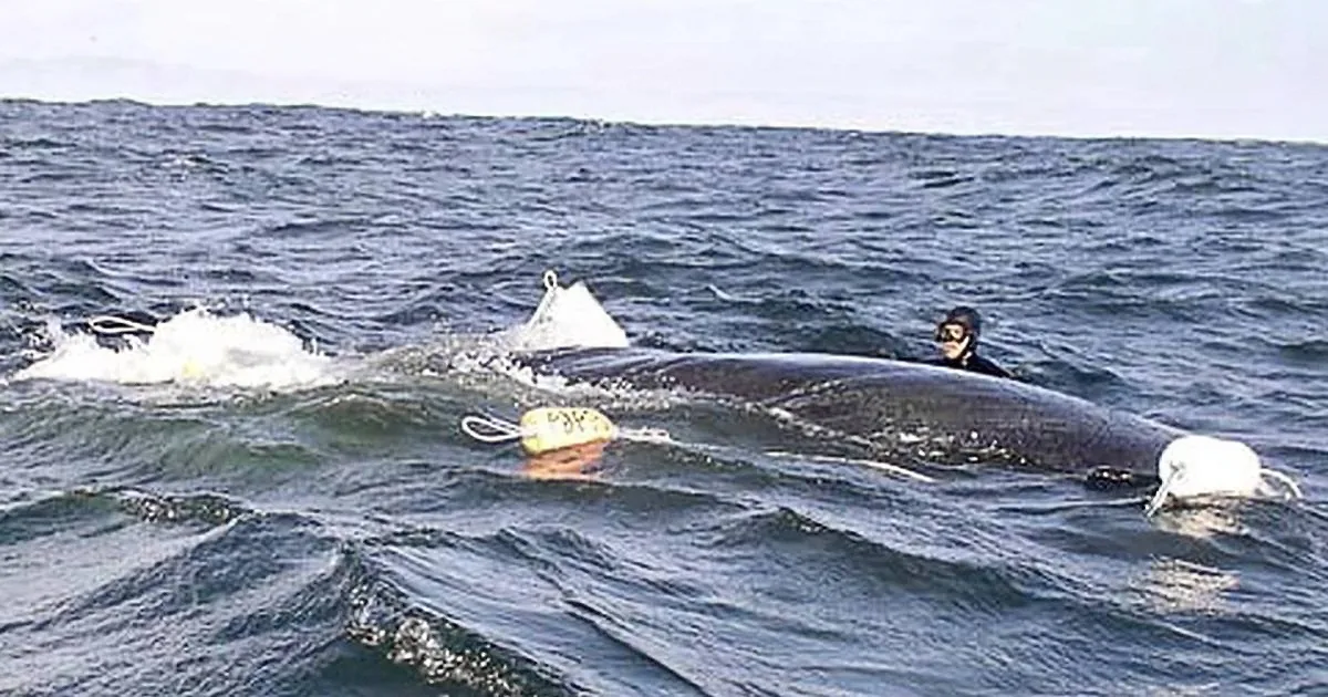 A diver interacts with a large whale in the ocean, surrounded by water and equipment.