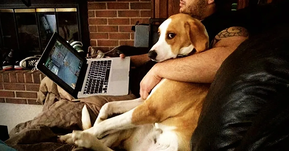 A man and his beagle relax on a couch, with the dog lying on the man's lap and a laptop on his lap.