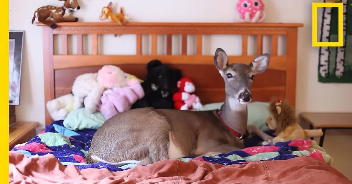 A Blind Fawn Gets Rejected by Her Mother at Birth and Gets Her Own Second Chance at Life!