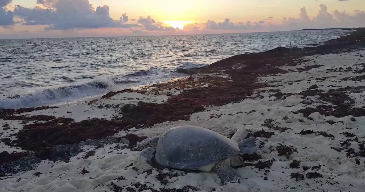 An American Tourist Took a Sunrise Stroll and Stumbled Upon a Bloody Sea Turtle on Her Back. She Was Motionless--Until...