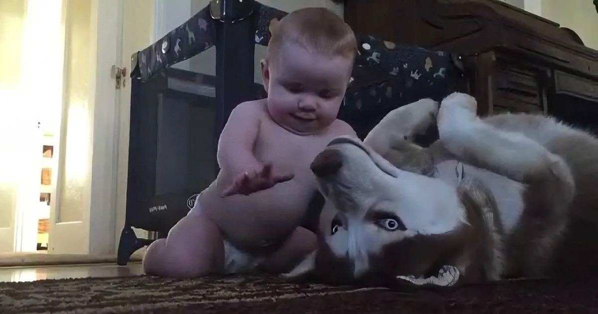 A baby and a husky puppy are playfully interacting on the floor, both smiling.