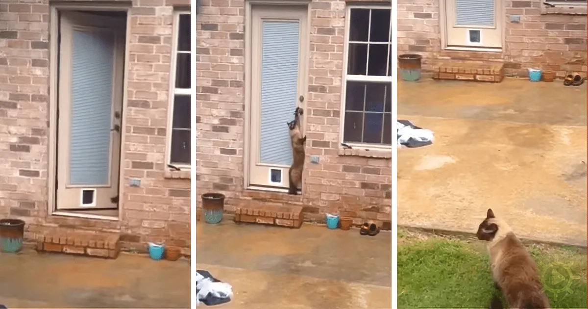 Goofy Cat Outfoxes His Owner--in Ways You''ll Never Imagine