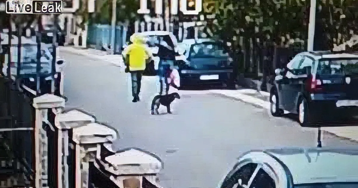 A person in a yellow jacket walks a dog on a leash down a street with parked cars and a fence.