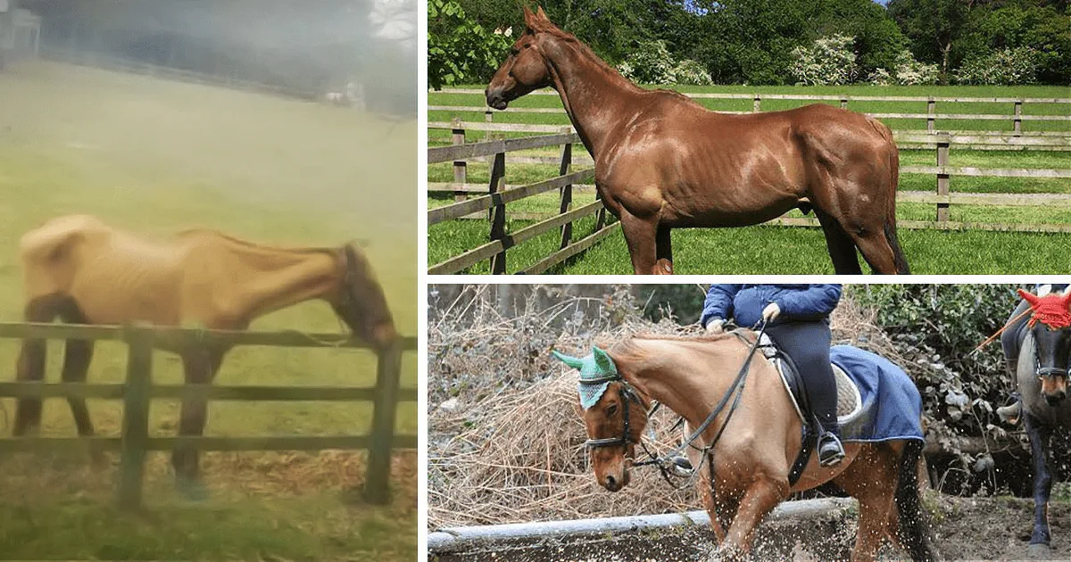 A collage of horses: one blurred, one standing, one being ridden, and another in motion.