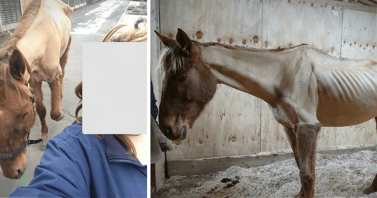 A horse with a white stripe on its face stands in a stable, eating from a trough.
