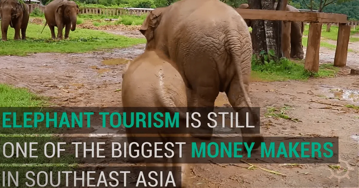 Elephants in a muddy enclosure, text overlay: "Elephant tourism is still one of the biggest money makers in Southeast Asia."