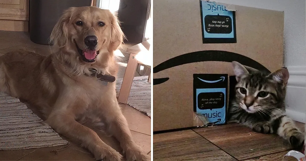 A golden retriever lies on a rug, smiling, while a tabby cat rests under an Amazon Echo device.