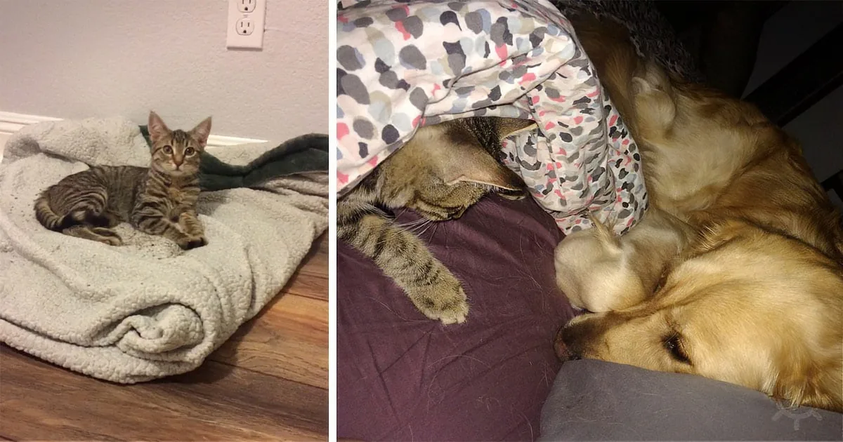 A tabby cat lounges in a cozy bed while a golden retriever sleeps peacefully under a blanket.
