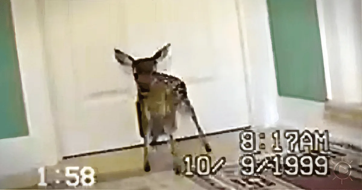 Pudgy Cat Squeezes Through Cat Door, Followed by a Friend He Met in the Woods