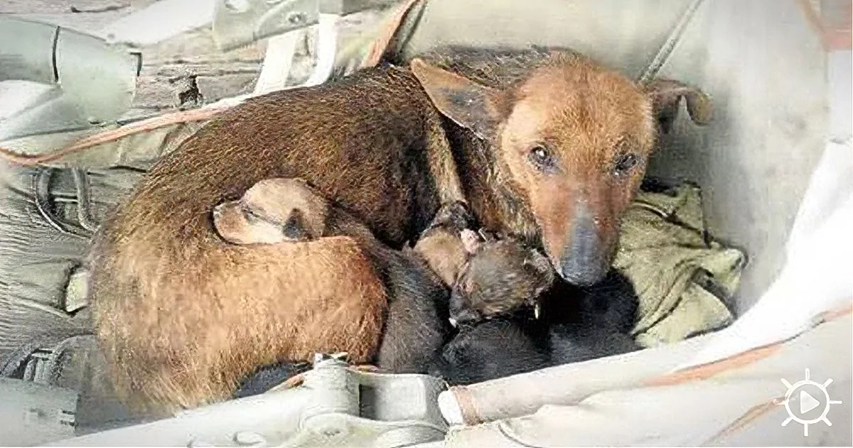 A brown dog is curled up with its puppies, resting in a container.