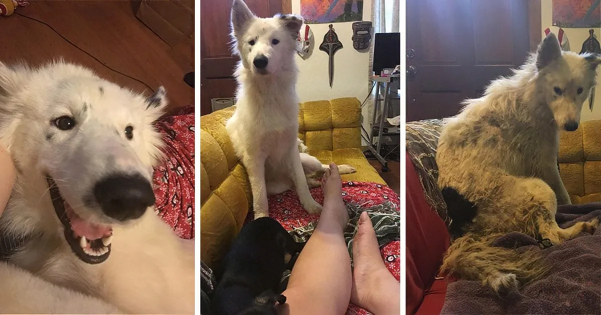 A white dog with a black nose is shown in three different poses, including a close-up, sitting on a couch, and lying down.