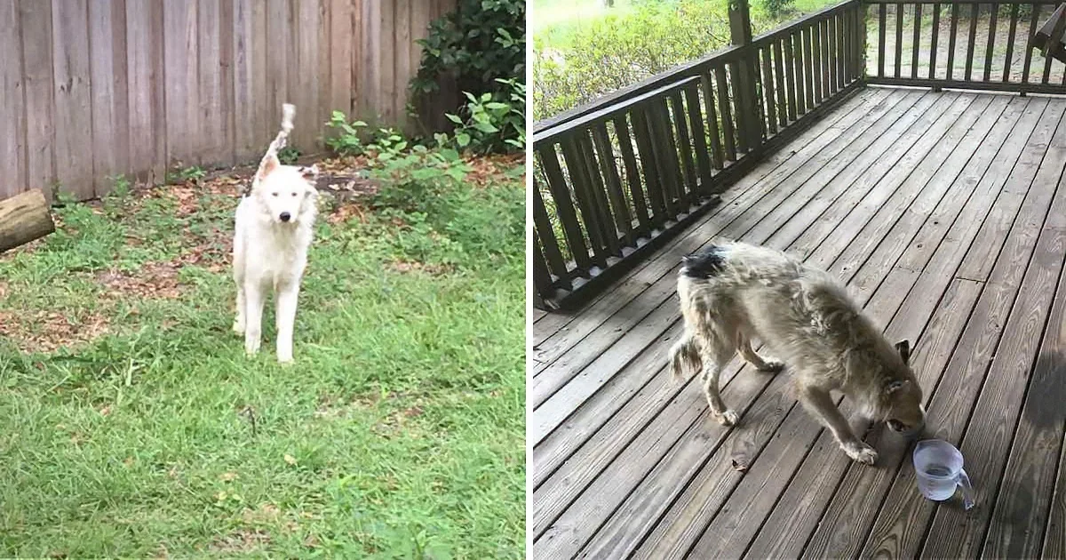 A white dog stands on grass, tail up, while a scruffy dog drinks water on a wooden deck.