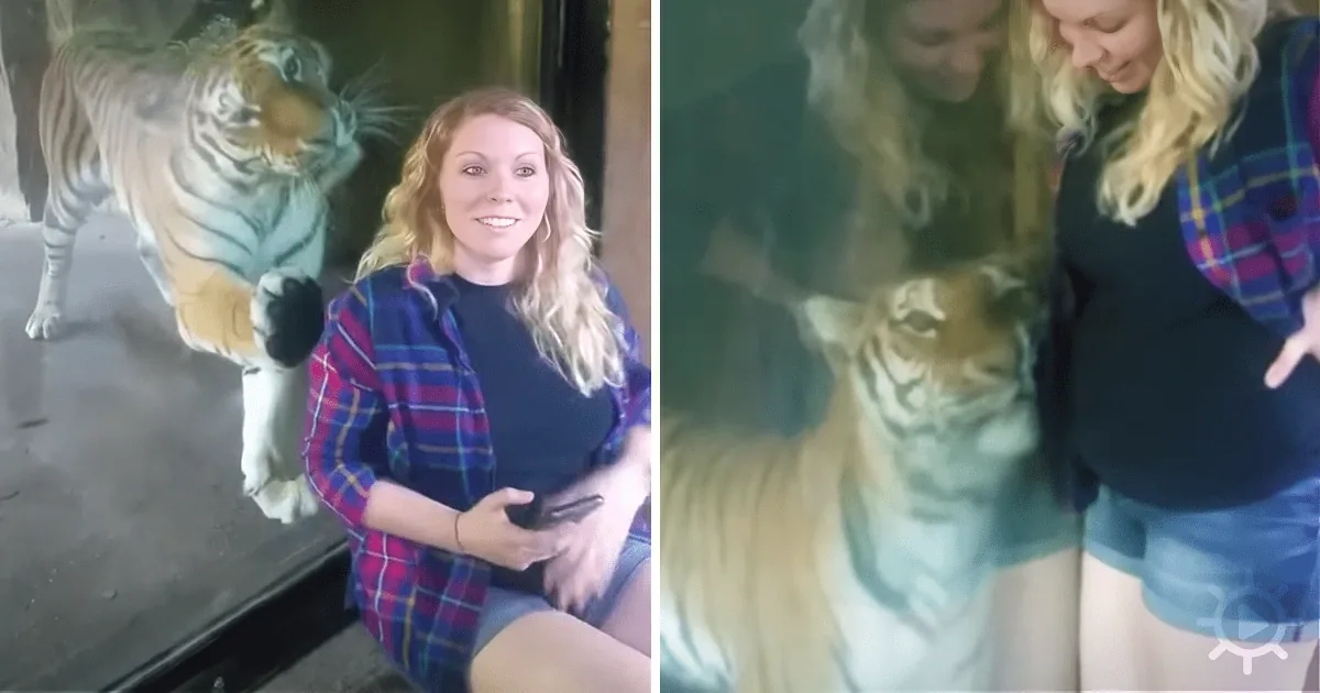 A woman in a plaid shirt interacts with a tiger in a controlled environment.