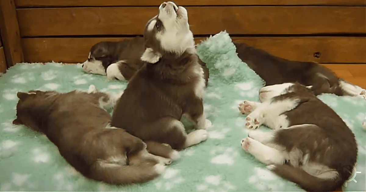 A playful husky puppy sits on a green mat, surrounded by other puppies resting, with one looking up.