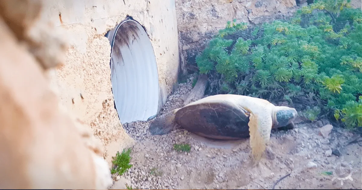 A sea turtle is emerging from a circular opening in a wall, surrounded by gravel and greenery.