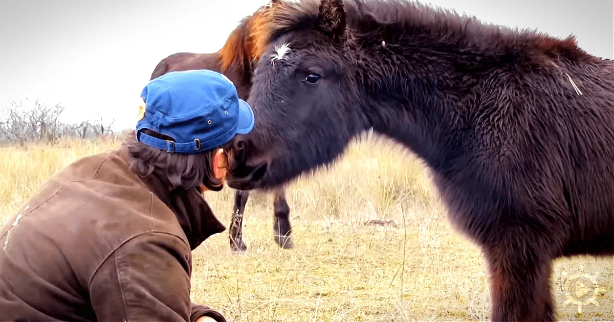 This Wild Horse Can''t Believe How Lucky It Is