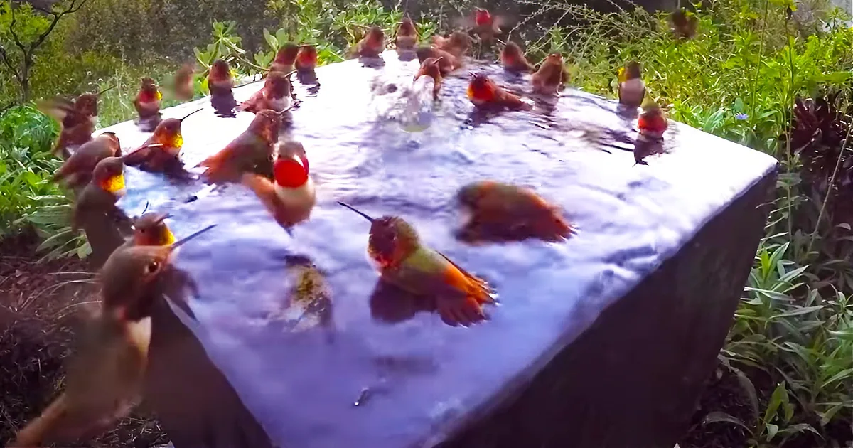 A Hidden Camera Catches 30 Hummingbird''s Behavior That''s Going Viral!