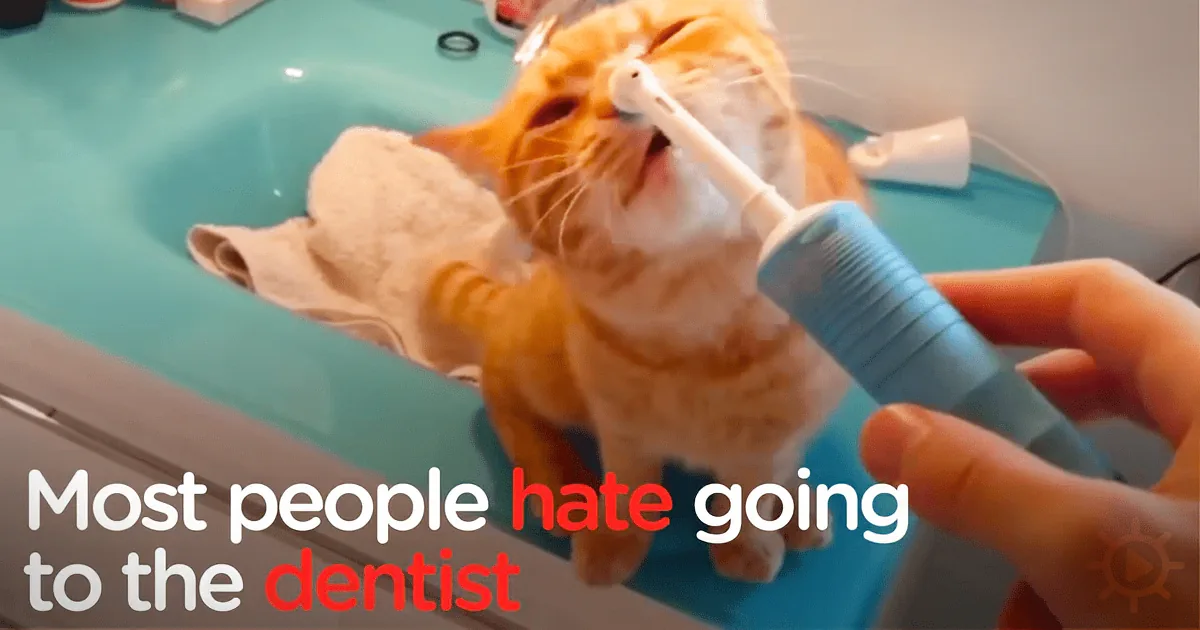 This Is One Kitty Who Just Loves the Electric Toothbrush. Check out Why!
