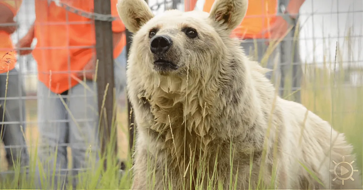 After 30 Years in Captivity, a Bear Takes to Freedom Immediately