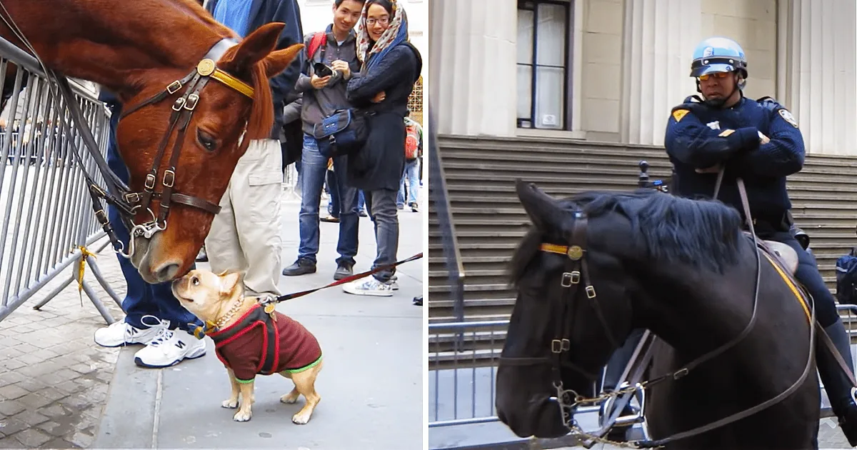 Small Feisty Bulldog Dog Meets Big Majestic Police Horse and Hilarity Ensues