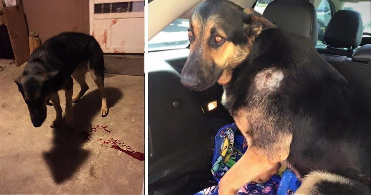 A German Shepherd with a visible wound on its side is shown in two different settings: standing on a blood-stained floor...