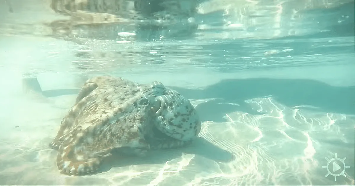 Family Saves Beached Octopus; the Next Day It Returns to Thank Them