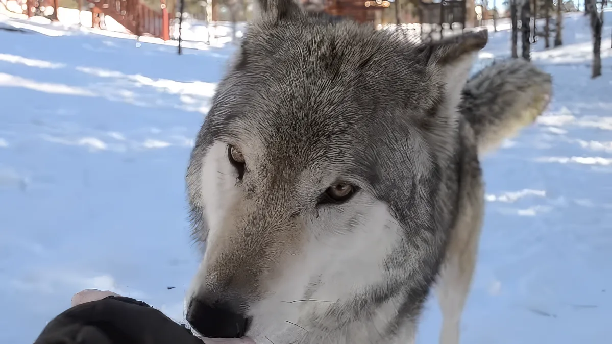 Giant wolf approaches woman