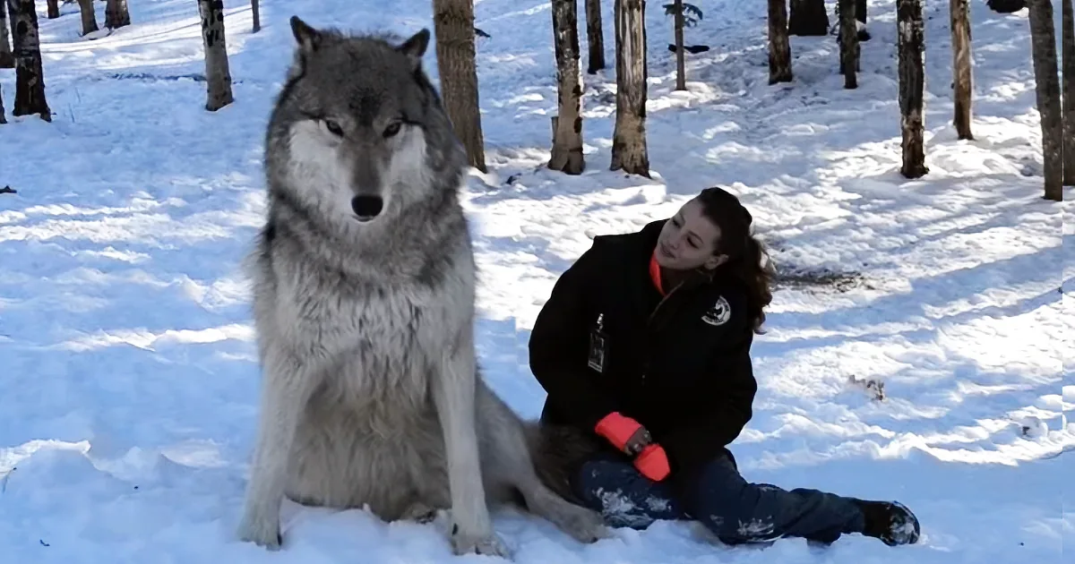 Giant Wolf Sits Down Next to This Lady, but Watch the Moment When Their Eyes Meet