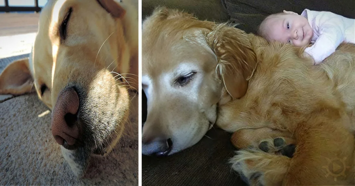 A golden retriever rests peacefully, with a baby nestled comfortably on its back.