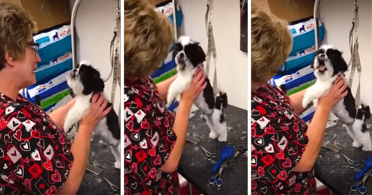 Cute Puppy Talks to His Groomer. the Owner Records Video That Has the Internet in Hysterics.