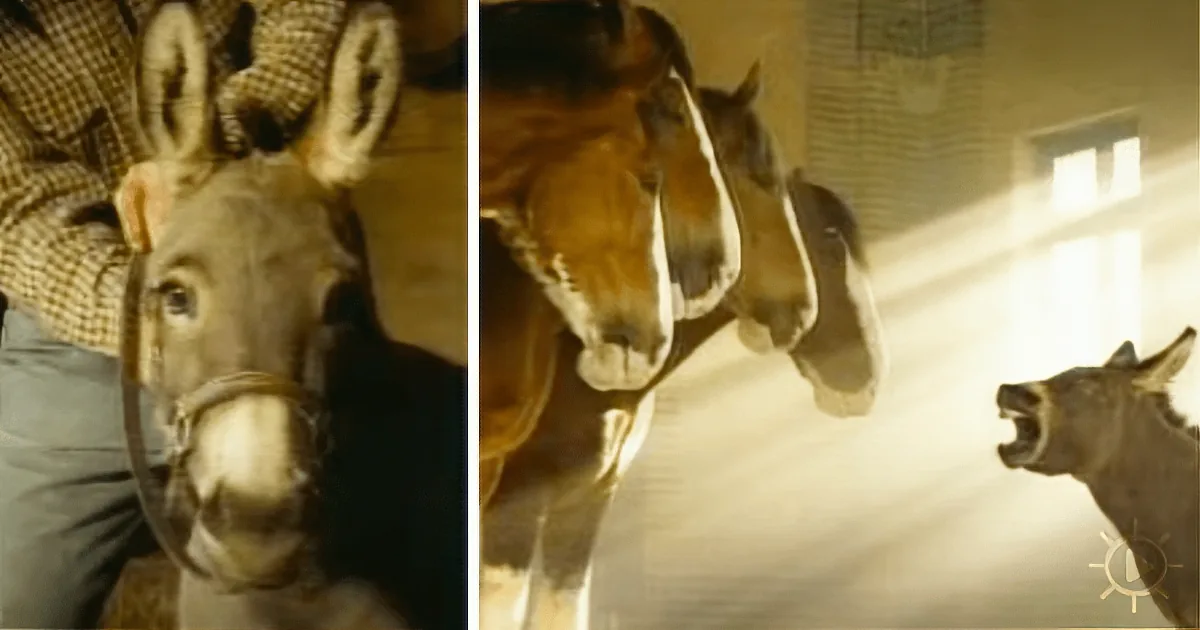 A Donkey Walks up to Five Majestic Clydesdales. What He Does Next Really Cracks Me Up!