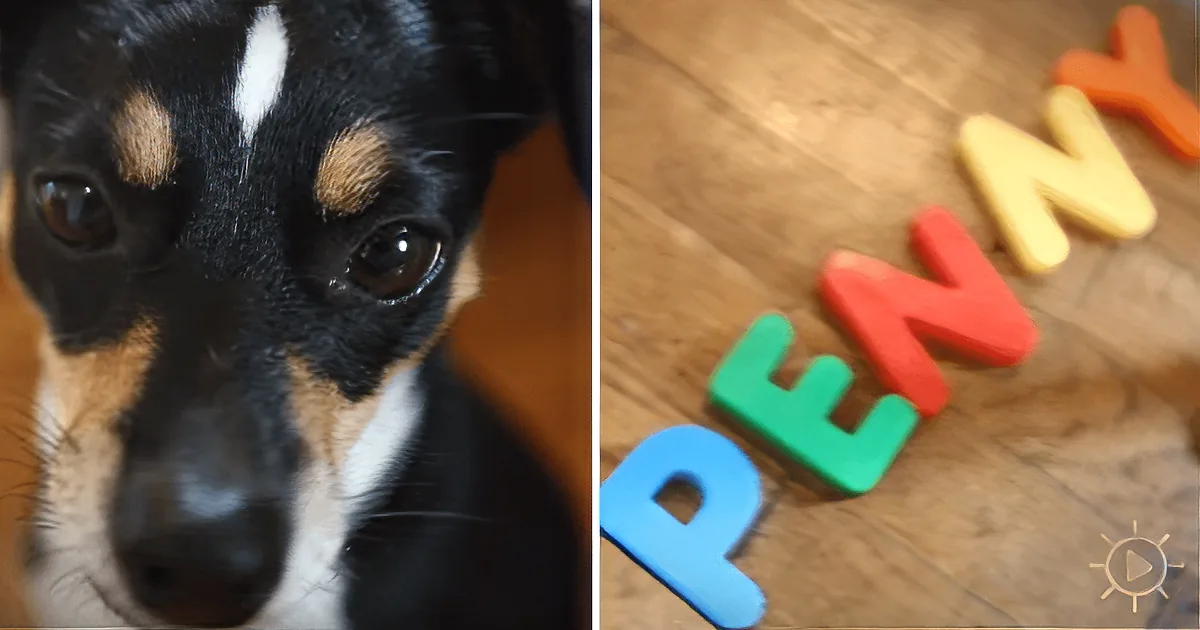 Woman Adopts Unwanted Puppy and Finds out the Dog Has a Secret Talent
