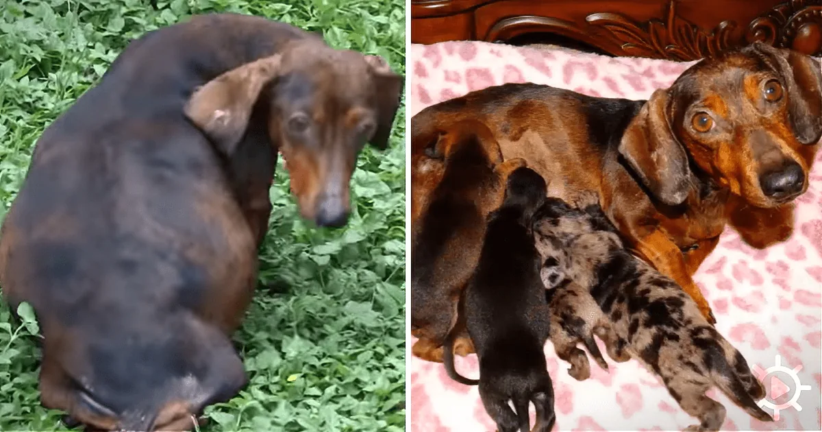 Very Pregnant Dachshund Found in the Woods: They Had to Act Fast!