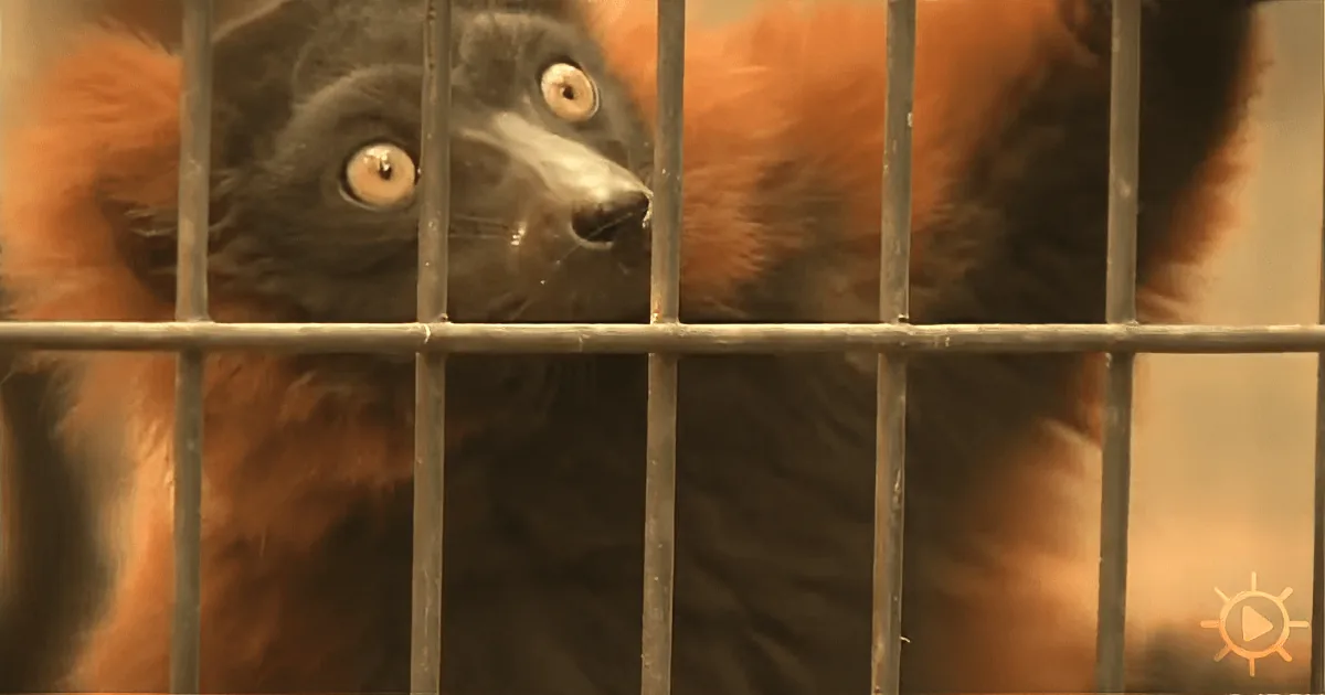 With Nothing but Bravery and a Garden Hose, He Saves Hundreds of Animals