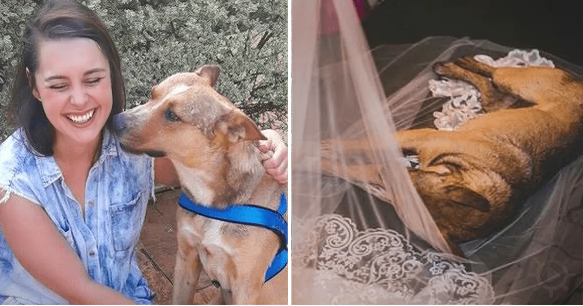 A woman smiles as she pets a brown dog wearing a blue collar, while the dog is later seen lying under a veil in a box.