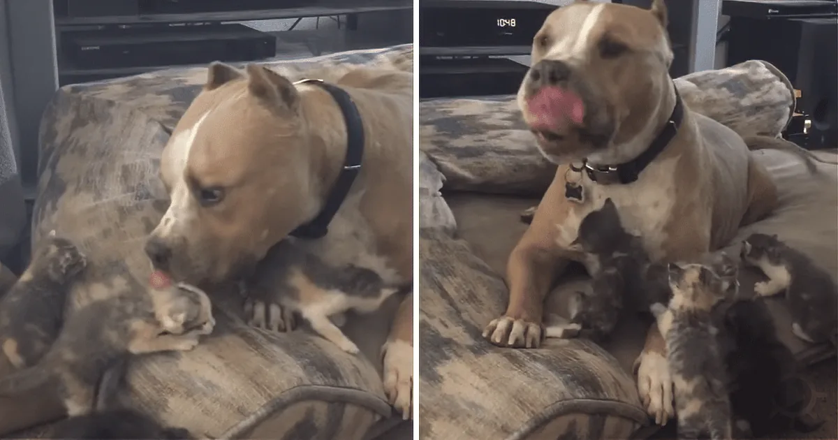 Cat-Obsessed Pit Bull Hits the Jackpot: 5 Kittens to Play With and Care For