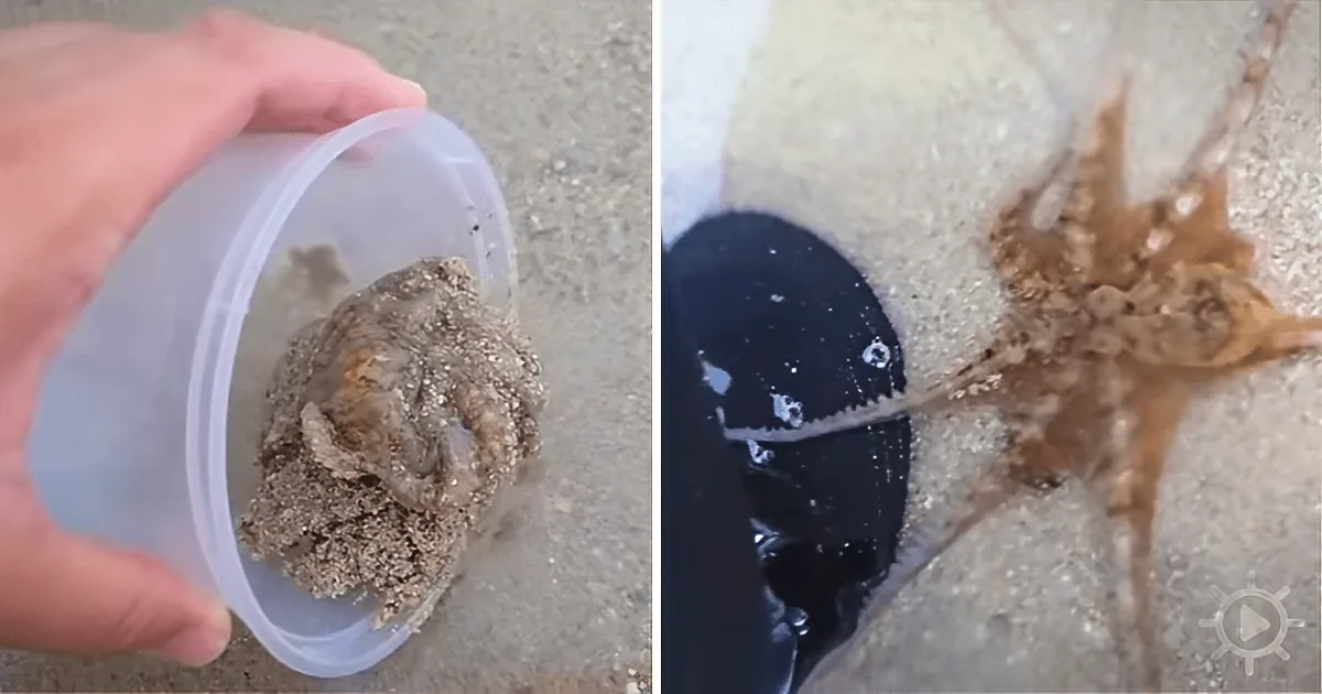 A hand holds a plastic container with sand and a small octopus inside, next to a close-up of the octopus moving in water.